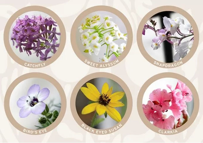 Applications Of Seed Paper