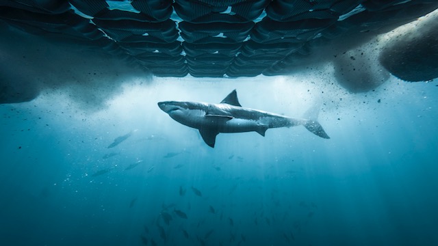 Discovery Channel’s Shark Week Returns To MENA With All-New Premieres, Epic Encounters And Jaw-Dropping Ocean Discoveries