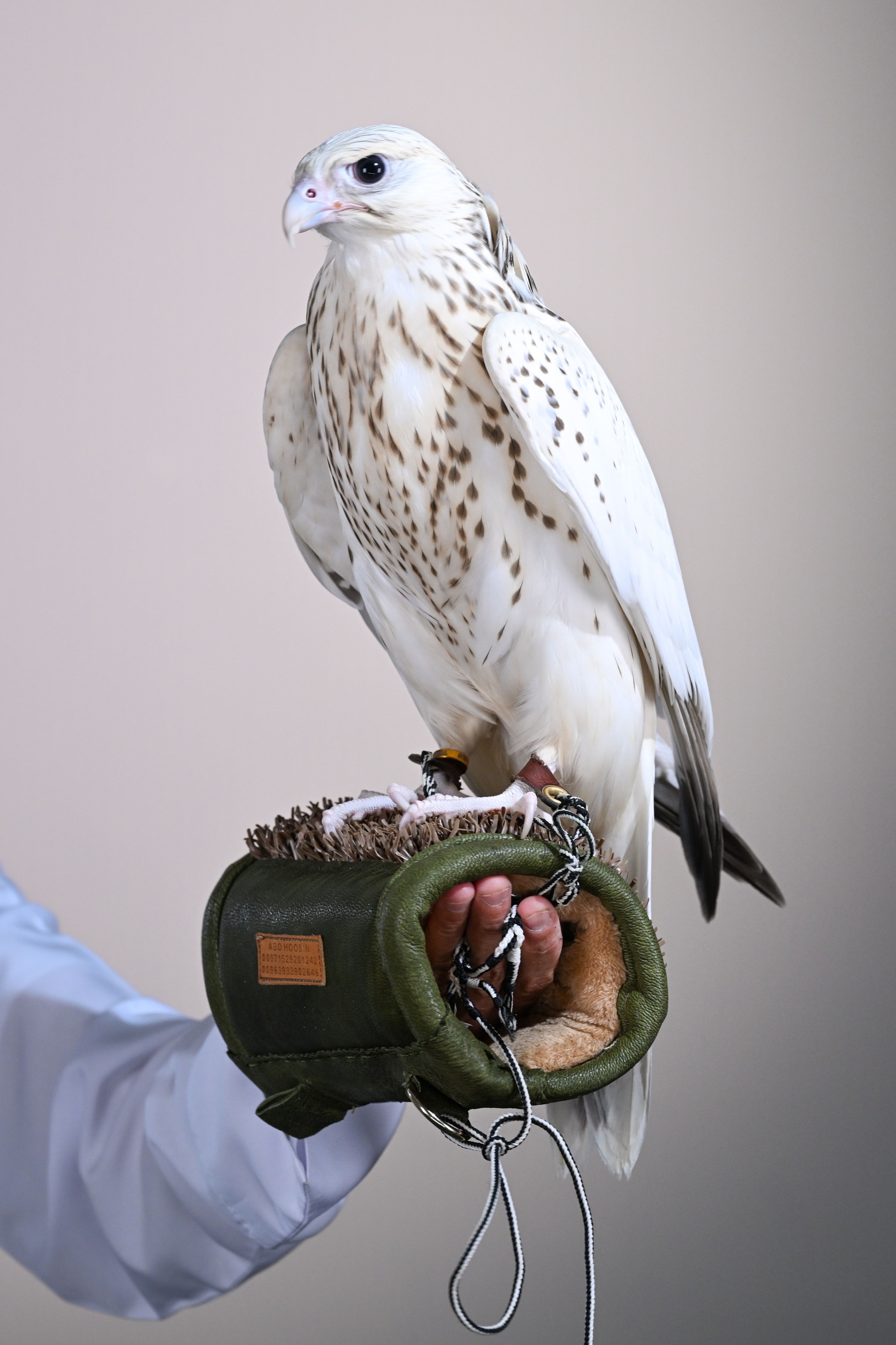New Auction Record Set As Falcon Sells For AED 1.5 Million At ADIHEX 2026