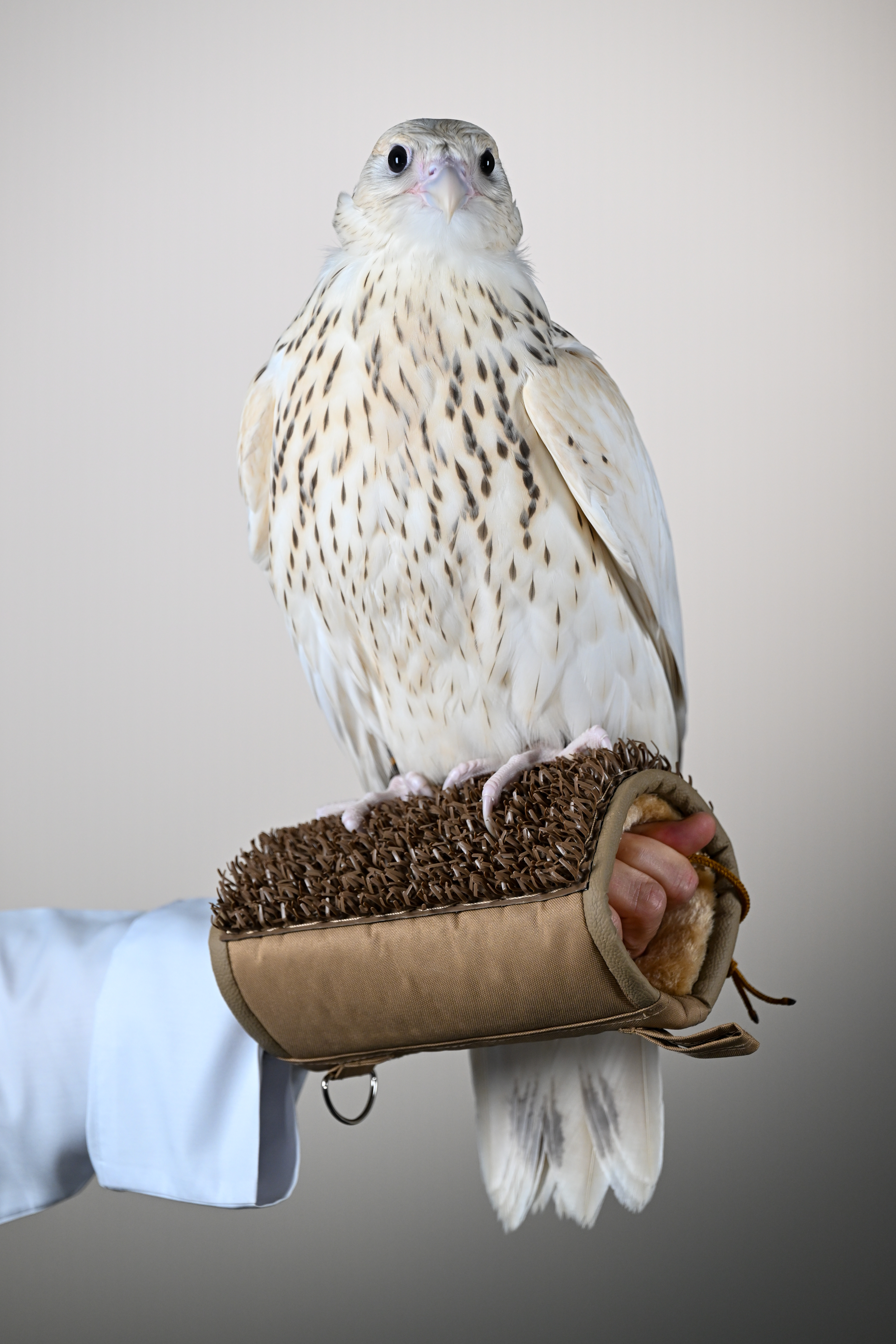 Falcon Is Sold For AED 2.1 Million (USD 571,000) In Abu Dhabi, Setting The World’s Highest Price Ever At Falcon Auction